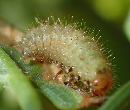 Emarhopa rufa